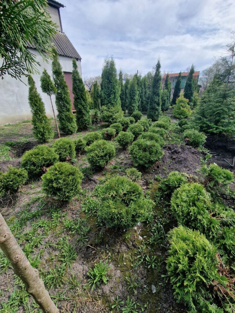 Туя Шаровидная Глобоза