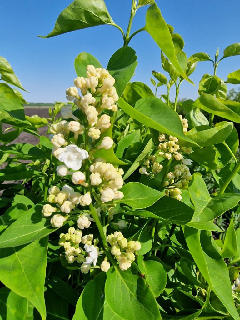 Сирень