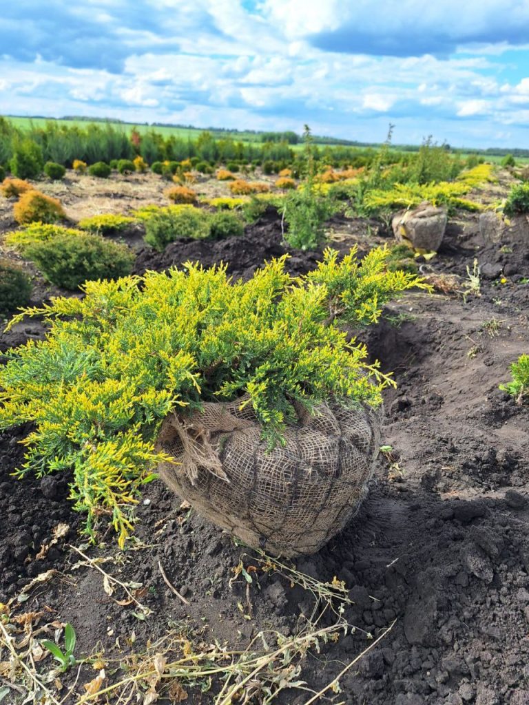 Можжевельник средний Голд Стар