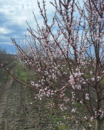 Абрикос крупномер 5-7 лет