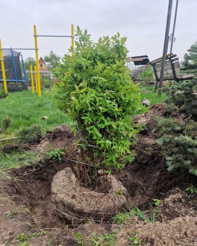 Жимолость крупномер 5-7 лет